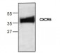 CXCR5 Antibody